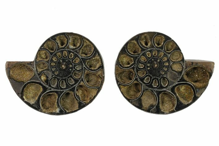 Cut/Polished Ammonite (Phylloceras?) Pair - Unusual Black Color #132563